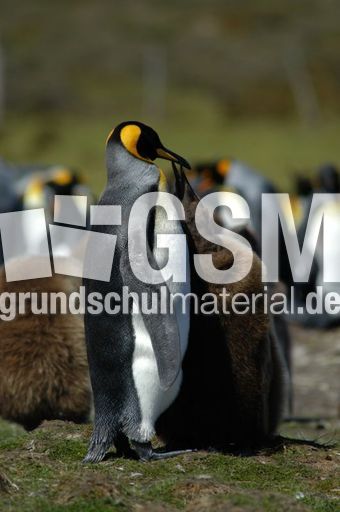 Königspinguin (35 von 84).jpg